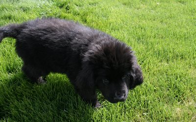 Newfoundland, 4k, black puppy, green grass, black dog