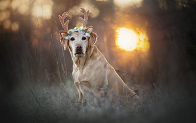 Labrador, golden retriever, winter, dog, pets, deer horns