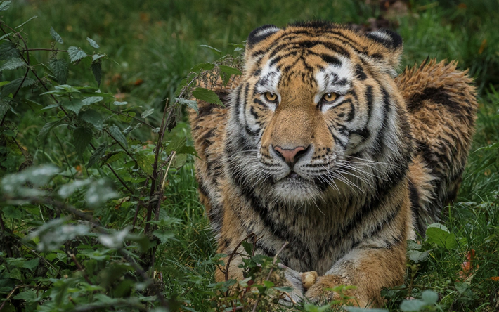 tigre, de la faune, green grass, predator, dangerous animals