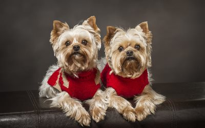 Yorkshire terrier, small cute dogs, twins, pets, dogs