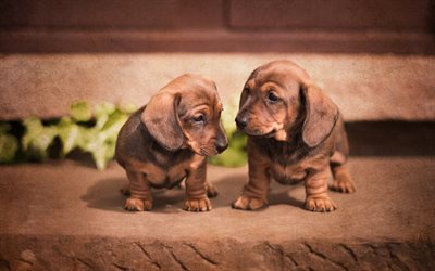 dachshund, small dogs, brown puppies, cute animals, pets, twins