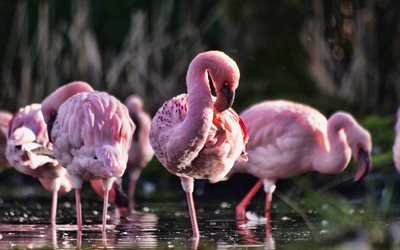 flamencos, primer plano, fauna silvestre, rosa aves, flamencos Phoenicopterus, flamencos en el lago