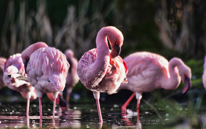 flamingos, close-up, vilda djur, rosa f&#229;glar, rosa flamingos, Phoenicopterus, flamingos vid lake