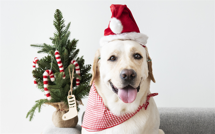labrador, Natal, Papai Noel, golden retriever, animais fofos, cachorros, animais de estima&#231;&#227;o, Ano Novo