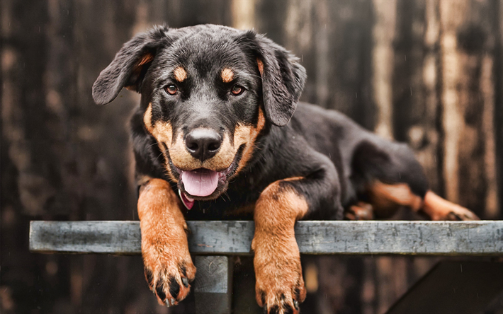 Rottweiler puppy, close-up, pets, puppy, dogs, small rottweiler, bokeh, rottweiler, cute animals, Rottweiler Dog