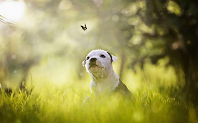 American Pit Bull Terrier, bokeh, puppy, cute animals, puppy with butterfly, dogs, pets, American Pit Bull Terrier Dog