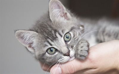 small gray kitten, 4k, pets, kitten in hand, cute little animals