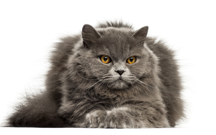 British Longhair gato, 4к, gris esponjoso gato, animales dom&#233;sticos, gatos grandes