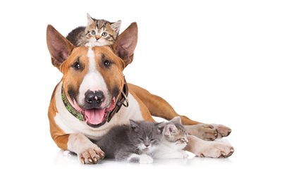 bull terrier, 4k, small kittens, a dog and cats, friendship concepts