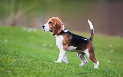 Pocket Beagle, lawn, puppy, pets, cute animals, dogs, Pocket Beagle Dog