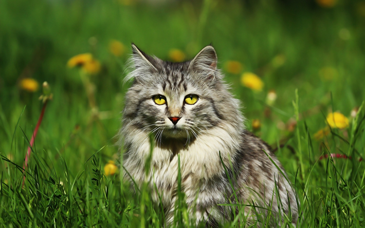 cinza fofo gato, campo, grama verde, Gato siberiano, amarelo flores silvestres