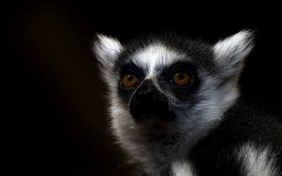 lemur, Madagascar, wildlife, portrait, Lemuriformes
