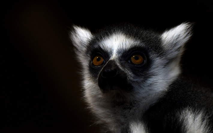 lemur, Madagaskar, vahşi doğa, portre, Lemuriformes