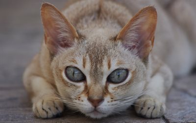 Singapura cat, portrait, pets, brown cat, breeds of short-haired cats