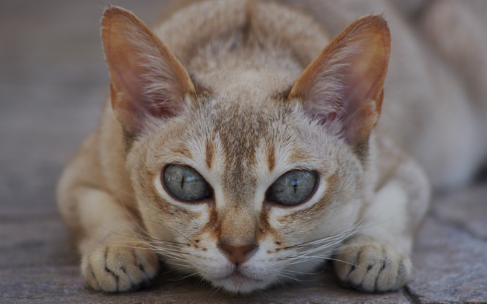 Chat Singapura, portrait, animaux, chat brun, les races de chats &#224; poil court