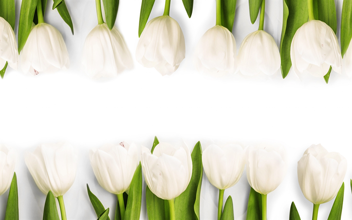 tulipani bianchi, fiori di primavera, floreale, sfondo, tulipani, primavera
