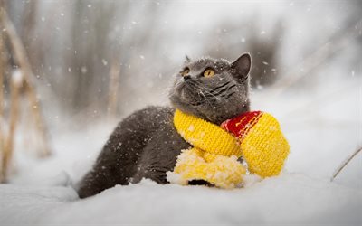 British Shorthair cat, winter, snow, cute animals, gray cats