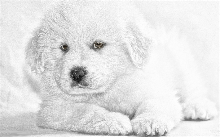 Pyreneisk Vallhund, 4k, valp, vit hund, husdjur, s&#246;ta djur, hundar