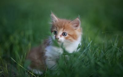 little ginger kitten, fluffy little cat, pets, cute animals, cats, green grass