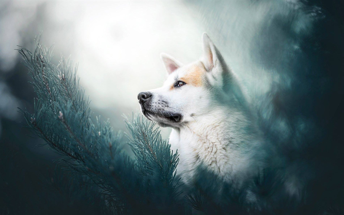 Husky Chien, de la for&#234;t, des animaux mignons, bokeh, close-up, les animaux de compagnie, le Siberian Husky, chiens, Husky