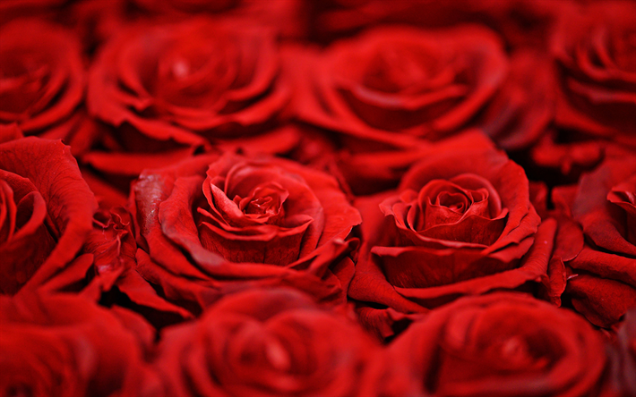 bouquet de roses rouges, macro, fleurs rouges, beau bouquet, des roses rouges, rouge de bourgeons, de roses, bouquet rouge