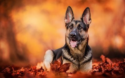 German Shepherd, autumn, forest, pets, cute animals, bokeh, dogs, German Shepherd Dog