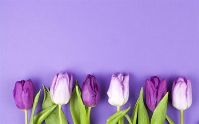 p&#250;rpura tulipanes, de la primavera, los tulipanes en un fondo p&#250;rpura, hermosas flores de primavera, los tulipanes