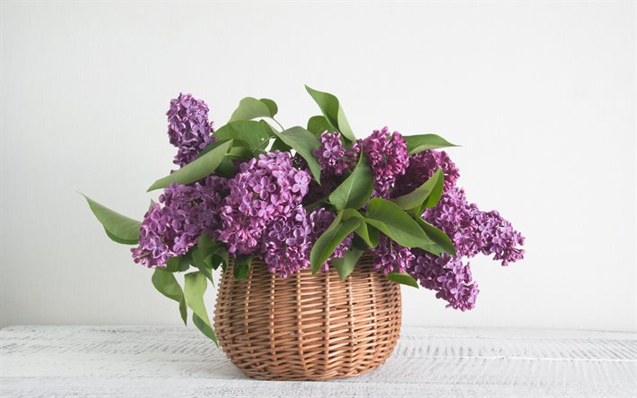 il lilla, il cesto di vimini, fiori di primavera, fiori viola, vaso con lill&#224;, bouquet di lill&#224;
