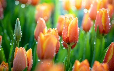arancione tulipani, fiori di campo, fiori di primavera, tulipano, sfondo arancione con tulipani