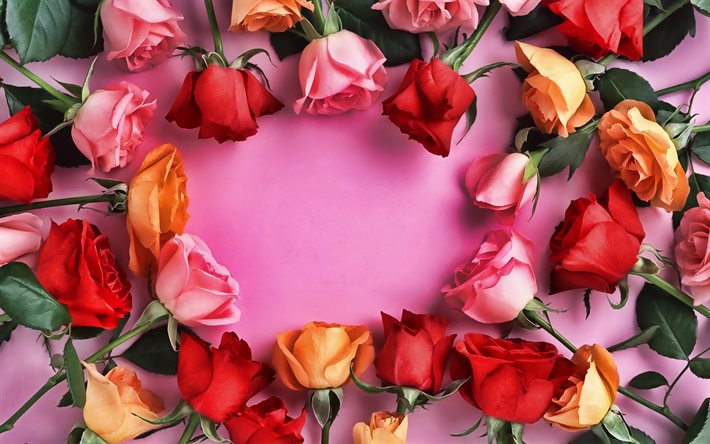 colorido marco de las rosas, de flores, de conceptos, marcos, el fondo de color rosado, flores de color rosa, rosa marco floral, rosas marcos, fondo con flores