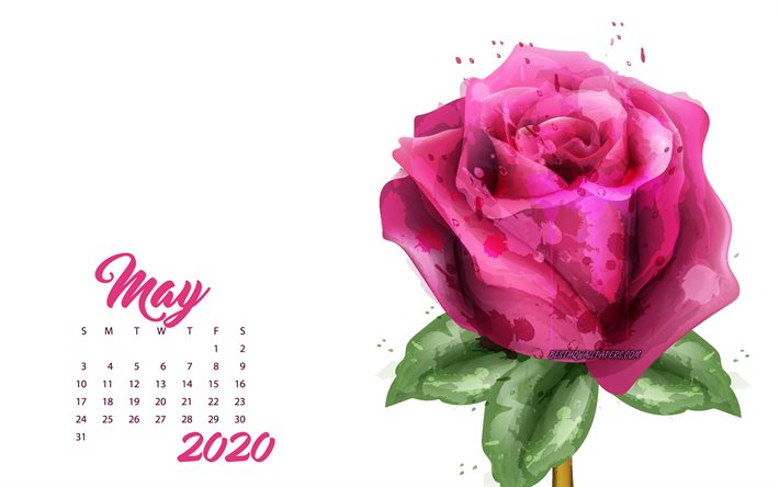 2020 Mai Calendrier, rose grunge rose, 2020 printemps calendriers, 2020 concepts, de roses, de Mai 2020 Calendrier
