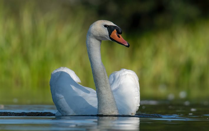 white swan, close-up, summer, lake, bokeh, swan on lake, cute birds, swans