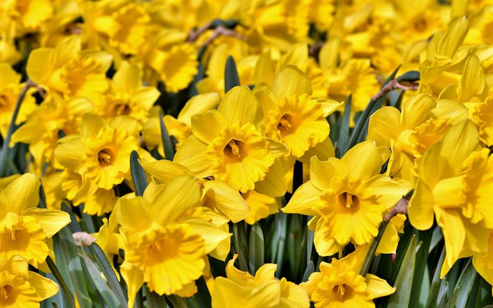 daffodils, yellow wildflowers, field with daffodils, spring flowers, background with daffodils