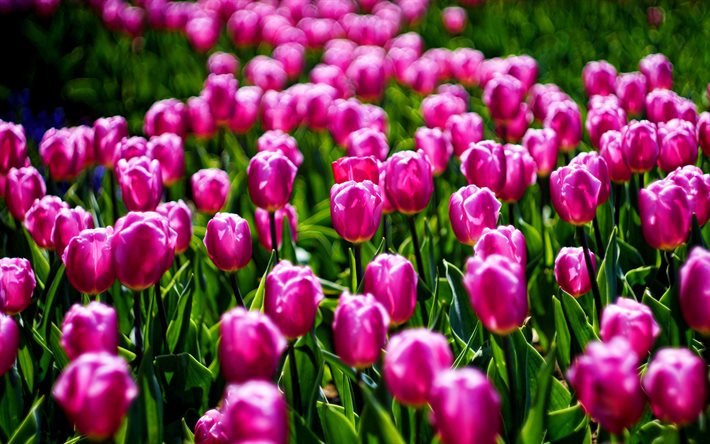 roxo tulipas, bokeh, primavera, flores roxas, tulipas, flores da primavera