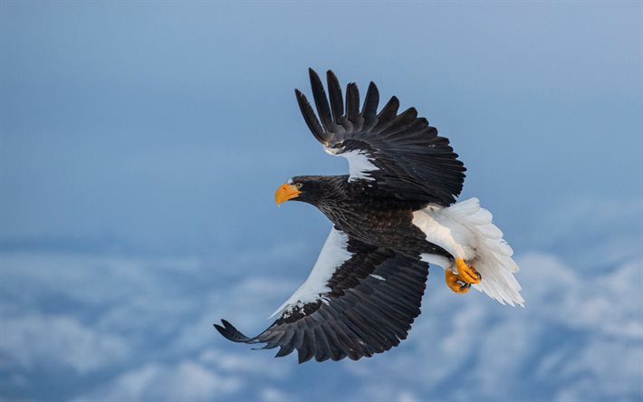 Stellers sea eagle, predatory bird, eagle, wildlife, beautiful bird