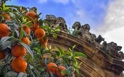 tangerinas, frutas, de citrinos, tangerinas em uma &#225;rvore, tangerina &#225;rvore