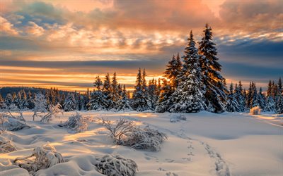 winter, forest, snowdrifts, sunset, beautiful nature, snow-covered fir trees, clouds