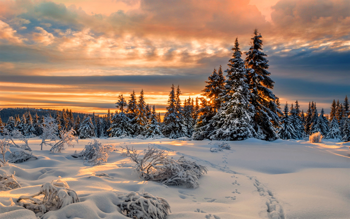 inverno, floresta, montes de neve, p&#244;r do sol, bela natureza, abetos cobertos de neve, nuvens
