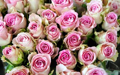 bouquet de roses roses, fond de roses, beau bouquet de fleurs, bouquet de roses, fond de roses roses