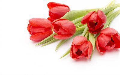 Rouge tulipes, printemps, fleurs de printemps, les tulipes, bouquet