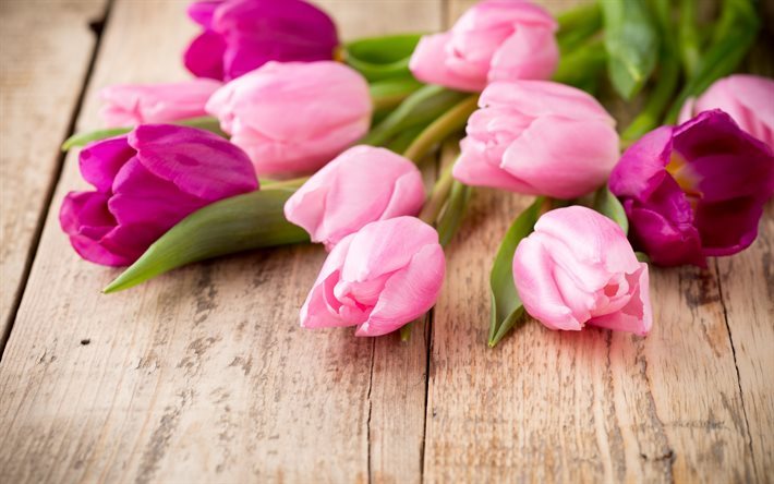 Tulipani rosa, fiori di primavera, bouquet di tulipani, tulipani viola