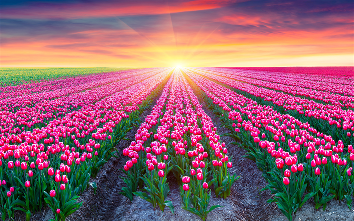 4k, Olanda, primavera, tulipani, tramonto, солнце, tulipani campo, Europa
