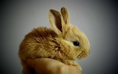 small brown rabbit, cute animals, rabbits, pets, rabbit in hand, 4k