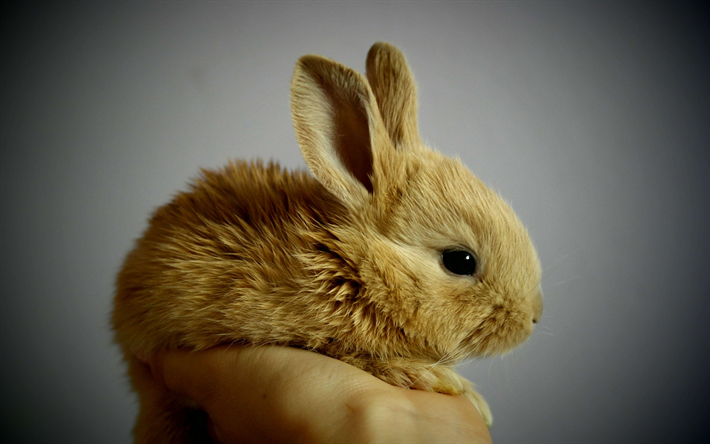 ダウンロード画像 小さな茶色のうさぎ かわいい動物たち ウサギ