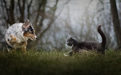 Australian Shepherd, Aussie, gray British cat, cat and dog, friendship concepts, cute animals