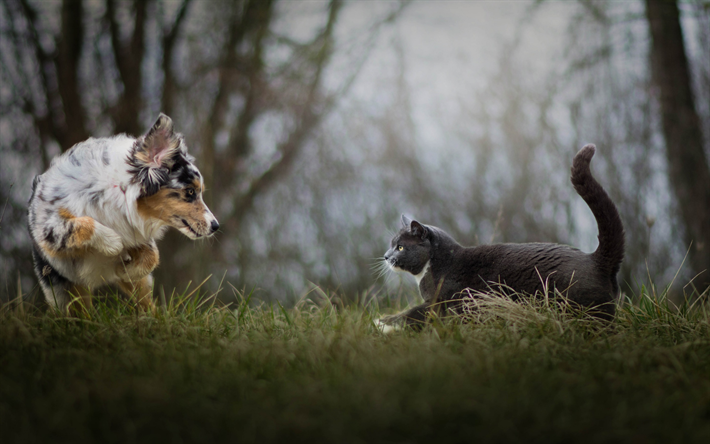 Pastore australiano, Aussie, grigio British gatto, un gatto e un cane, amicizia concetti, simpatici animali