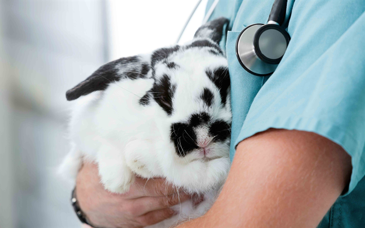 black and white rabbit, pets, veterinarian, cute animals, veterinary concepts, animal doctor, rabbit, 4k
