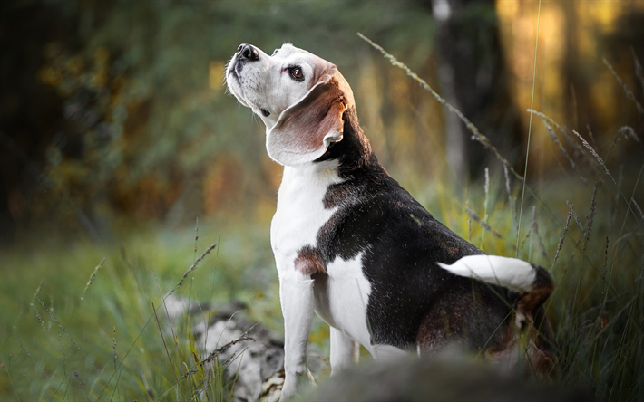 beagle, c&#227;o de pequeno porte, animais fofos, cachorros, grama verde