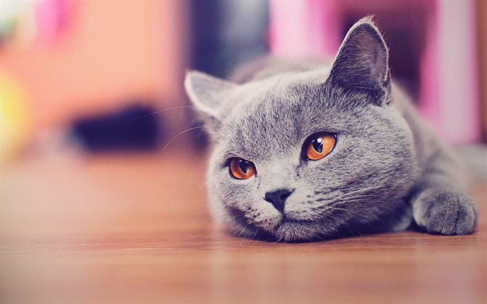 British Shorthair Gatto, muso, animali domestici, gatto domestico, gatto grigio, giallo, occhi, simpatici animali, gatti British Shorthair
