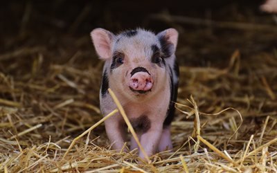 little pink pig, farm, hay, pigs, cute little animals, 4k, piglet